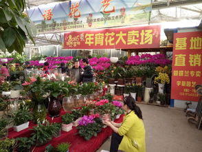 西安北郊巨坤市场2016新春年宵花卉节盛大开启